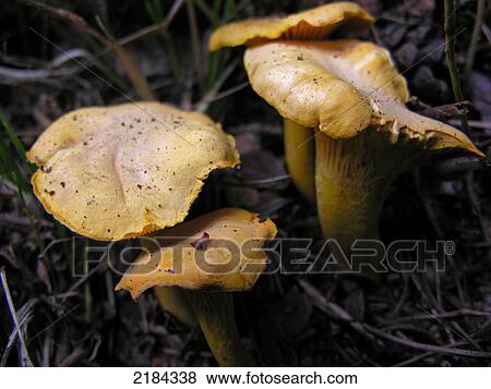 Close-up of mushrooms growing in field View Large Photo Image Stock Photo - Close-up of mushrooms growing in field . Fotosearch
