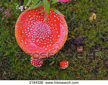 Close-up of mushrooms growing in field View Large Photo Image Stock Photograph - Close-up of mushrooms growing in field . Fotosearch