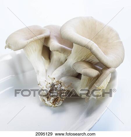 Close-up of mushrooms in bowl View Large Photo Image Stock Photo - Close-up of mushrooms in bowl . Fotosearch