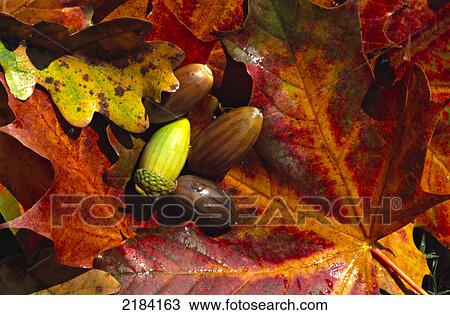 Stock Image - Close-up of nuts with leaves . Fotosearch