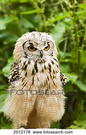 Close-up of owl View Large Photo Image Stock Photo - Close-up of owl . Fotosearch