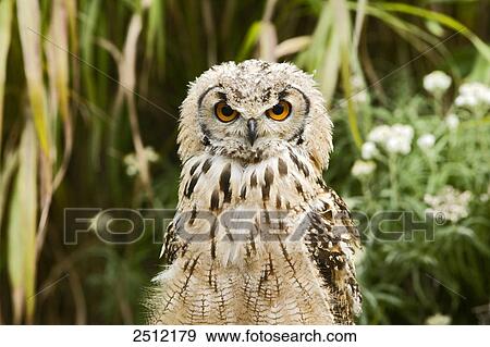 Close-up of owl View Large Photo Image Stock Photo - Close-up of owl . Fotosearch