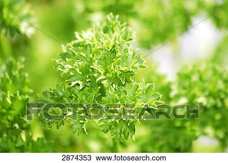 Stock Image - Close-up of parsley plant . Fotosearch