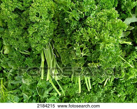 Close-up of parsley View Large Photo Image Stock Photography - Close-up of parsley . Fotosearch