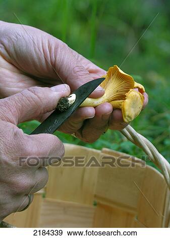 Stock Photo - Close-up of person cutting mushroom . Fotosearch