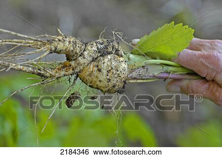 Close-up of person's hand holding radish View Large Photo Image Stock Photograph - Close-up of person's hand holding radish . Fotosearch