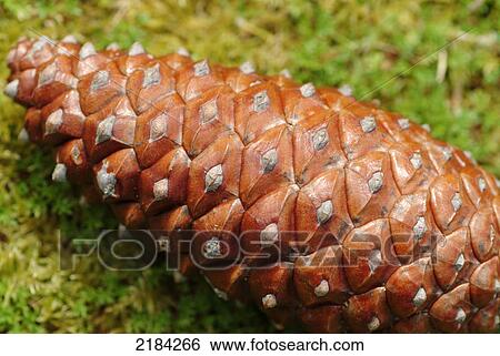Stock Photograph - Close-up of pine cone . Fotosearch