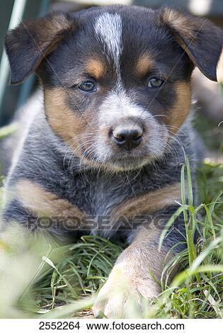 Picture - Close-up of puppy lying on grass . Fotosearch