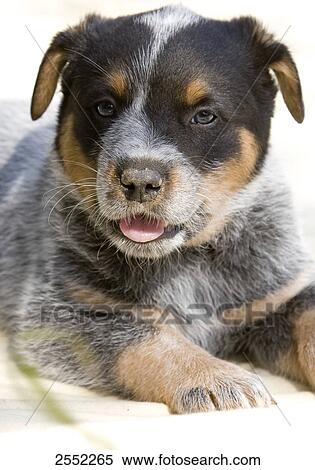 Stock Photography - Close-up of puppy lying on sand . Fotosearch