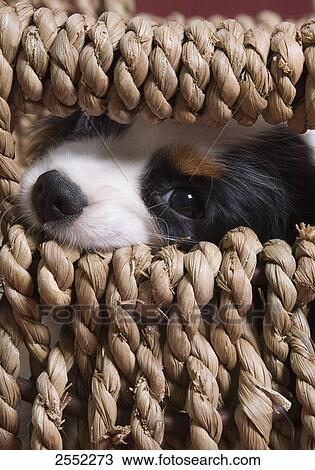 Close-up of puppy peeping through basket View Large Photo Image Stock Image - Close-up of puppy peeping through basket . Fotosearch