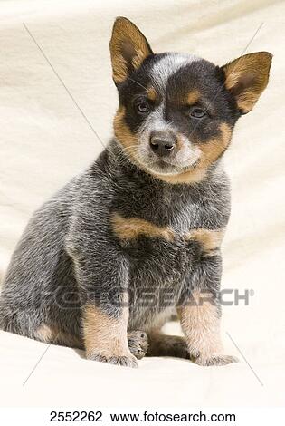 Stock Image - Close-up of puppy sitting in sand . Fotosearch