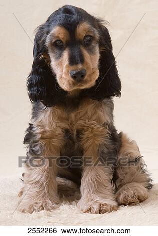 Close-up of puppy sitting on carpet View Large Photo Image Stock Photograph - Close-up of puppy sitting on carpet . Fotosearch