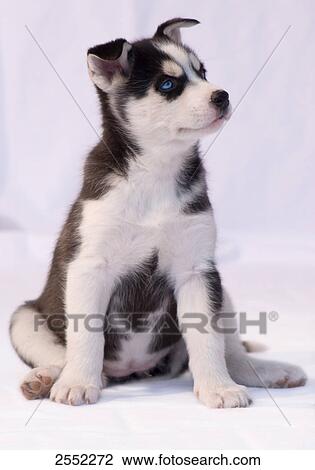Close-up of puppy sitting on floor View Large Photo Image Stock Image - Close-up of puppy sitting on floor . Fotosearch