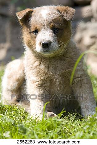 Stock Image - Close-up of puppy sitting on grass . Fotosearch