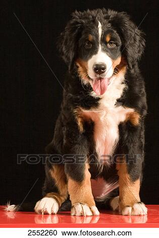 Stock Image - Close-up of puppy sitting on table . Fotosearch