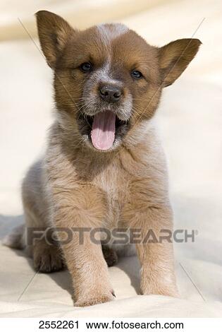 Close-up of puppy yawning View Large Photo Image Stock Image - Close-up of puppy yawning . Fotosearch