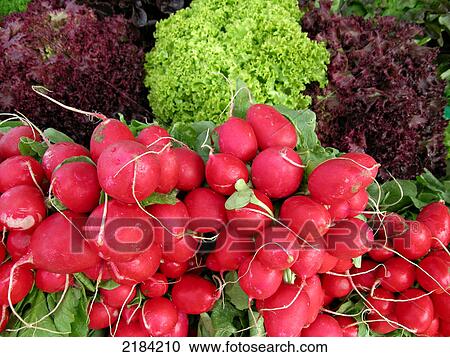 Close-up of radishes View Large Photo Image Stock Image - Close-up of radishes . Fotosearch