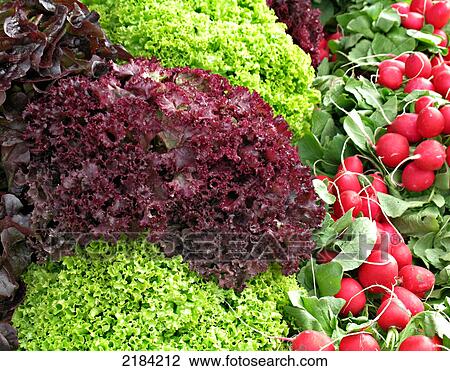 Close-up of radishes View Large Photo Image Stock Image - Close-up of radishes . Fotosearch