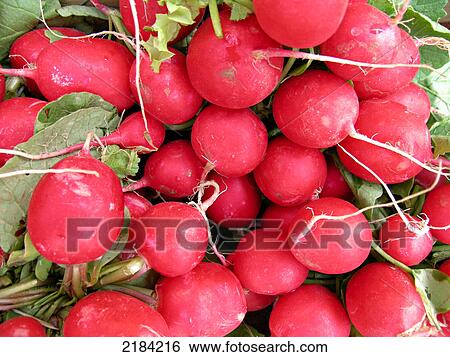 Stock Photograph - Close-up of radishes . Fotosearch