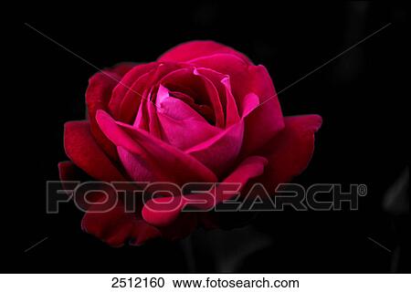 Stock Image - Close-up of red rose . Fotosearch