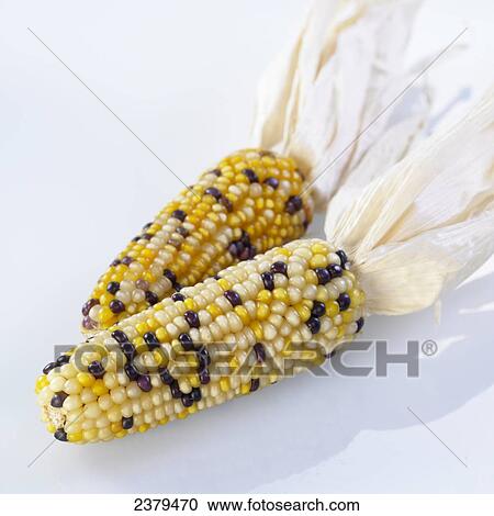Close-up of sweet corns View Large Photo Image Stock Image - Close-up of sweet corns . Fotosearch