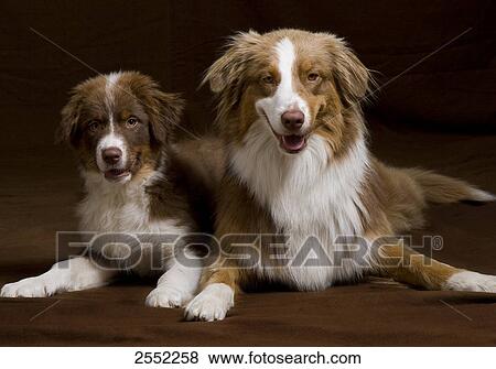 Close-up of two dogs lying with its puppy on floor View Large Photo Image Stock Photo - Close-up of two dogs lying with its puppy on floor . Fotosearch