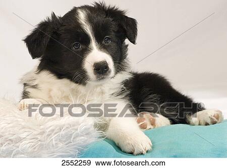 Close-up of two puppies lying on bed View Large Photo Image Stock Photo - Close-up of two puppies lying on bed . Fotosearch