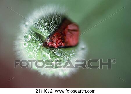Close-up of waterdrops on grass View Large Photo Image Stock Image - Close-up of waterdrops on grass . Fotosearch