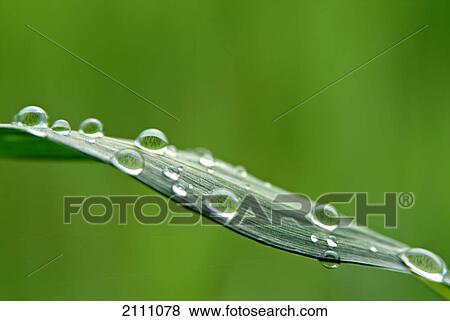 Close-up of waterdrops on leaf View Large Photo Image Stock Photo - Close-up of waterdrops on leaf . Fotosearch