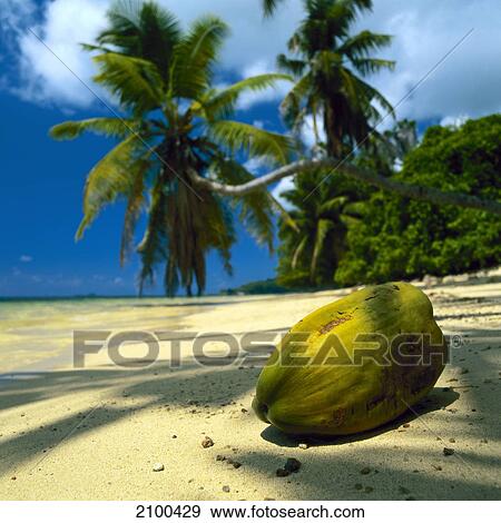 Coconut on the beach View Large Photo Image Stock Photo - Coconut on the beach . Fotosearch