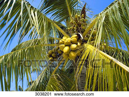 Coconut trees View Large Photo Image Stock Image - Coconut trees . Fotosearch