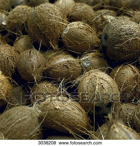 Stock Photo - Coconuts . Fotosearch