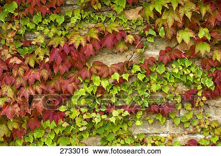 Stock Photograph - Colorful leaves of wine . Fotosearch