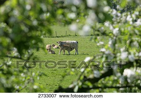 Cow nursing its calf in field View Large Photo Image Stock Photo - Cow nursing its calf in field . Fotosearch