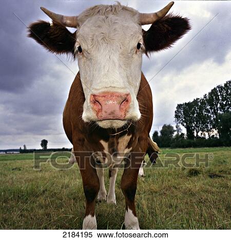 Stock Photography - Cow standing in field . Fotosearch