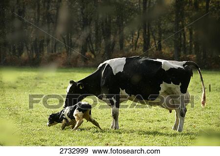 Stock Photo - Cow standing with its calf in field . Fotosearch