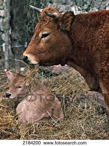 Cow with its calf in field View Large Photo Image Stock Image - Cow with its calf in field . Fotosearch