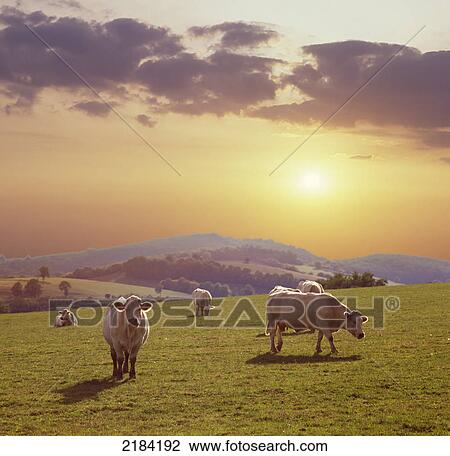 Cows in field at sunset View Large Photo Image Stock Image - Cows in field at sunset . Fotosearch