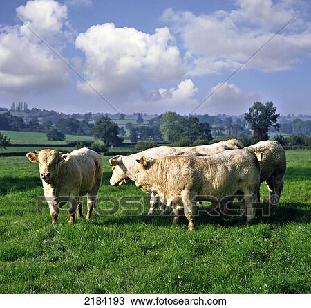Cows standing in field View Large Photo Image Stock Image - Cows standing in field . Fotosearch