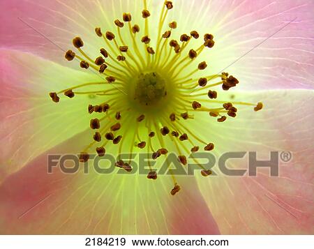 Stock Photo - Detail of flower . Fotosearch
