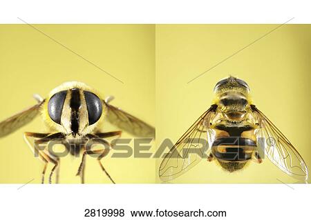 Detailed front and top view of wasp View Large Photo Image Stock Photo - Detailed front and top view of wasp . Fotosearch