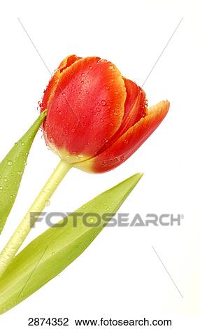 Dew drops on tulip flower View Large Photo Image Stock Image - Dew drops on tulip flower . Fotosearch
