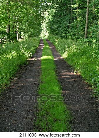 Dirt road running through forest View Large Photo Image Stock Image - Dirt road running through forest . Fotosearch