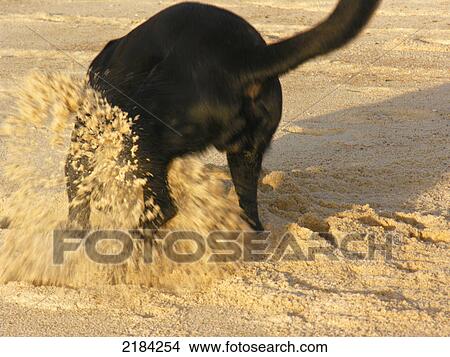 Dog playing on beach View Large Photo Image Picture - Dog playing on beach . Fotosearch