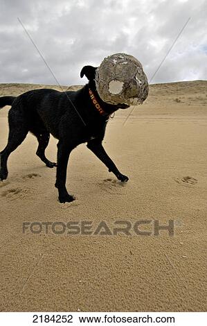 Dog playing with ball on beach View Large Photo Image Stock Image - Dog playing with ball on beach . Fotosearch