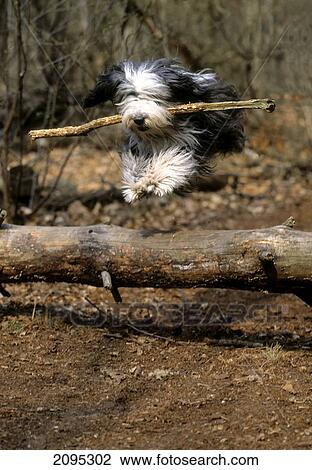 Dog running with stick in its mouth View Large Photo Image Stock Image - Dog running with stick in its mouth . Fotosearch