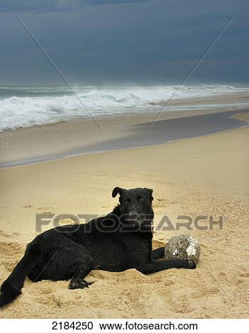 Dog with ball on beach View Large Photo Image Stock Image - Dog with ball on beach . Fotosearch