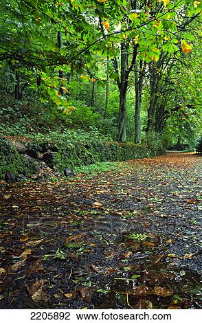 Fallen trees on wet road View Large Photo Image Stock Image - Fallen trees on wet road . Fotosearch