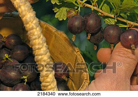 Farmer picking berries in field View Large Photo Image Stock Image - Farmer picking berries in field . Fotosearch