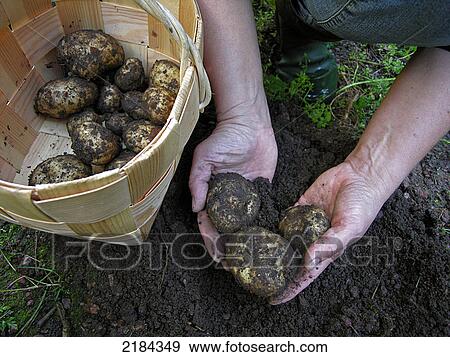 Stock Photo - Farmer picking potatoes in field . Fotosearch